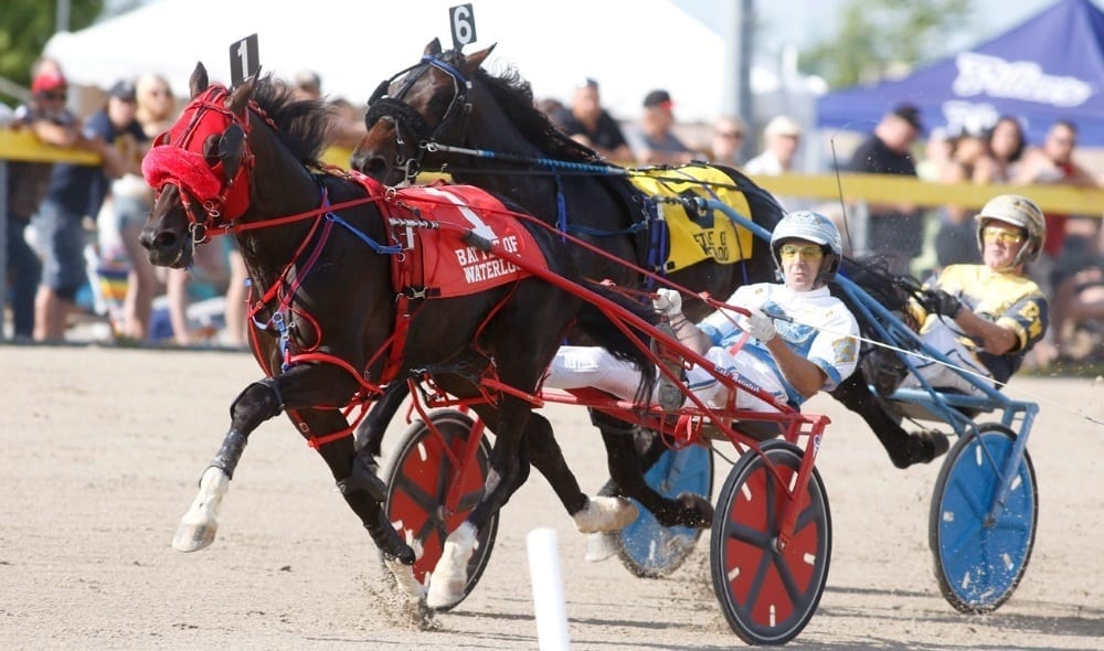 Blake Macintosh smitten with Sports Column Harness Racing Update